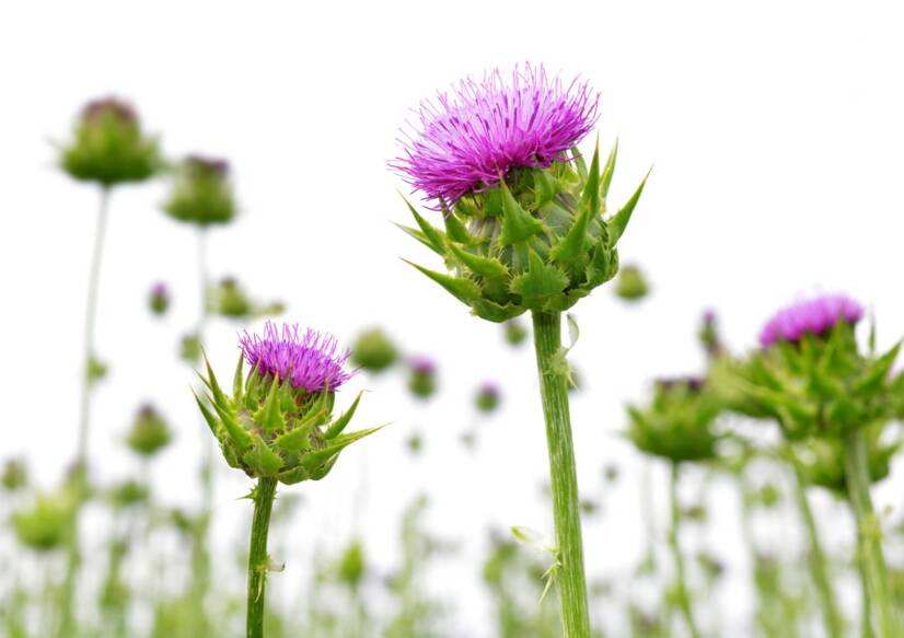 Milk thistle: Effects on the liver, health? How to use and grow it?