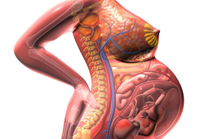 An anatomical view of the growing uterus and the pressure on the surrounding organs. Source: Getty Images