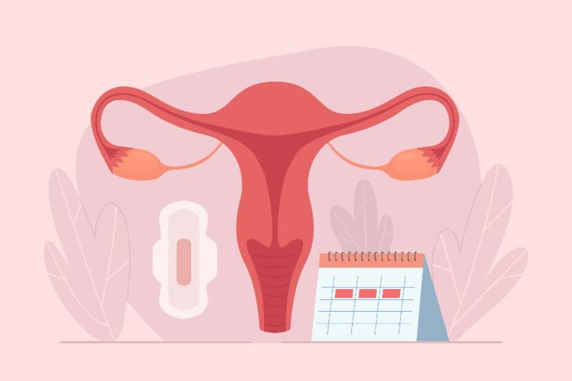 How does the menstrual cycle work? Cycle length and phases + symptoms