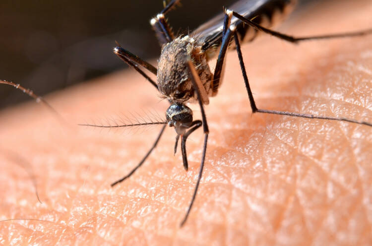 Mosquito bites: How do they choose their victims and how can you protect yourself?