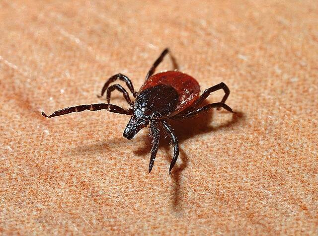How to remove a tick correctly and safely? 6 important steps