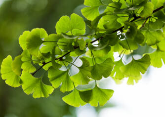 Ginkgo biloba: What are its desirable and undesirable effects? Does it promote memory?