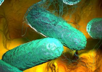 Typhoid fever: What is typhoid and how does it manifest? Will vaccination help?