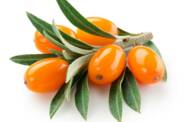 What are the health benefits of sea buckthorn? How is it grown?