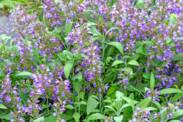 How to grow clary sage? What is it, effects and uses