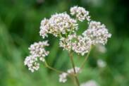 What is valerian: What effects does it have on the human body?