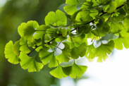 Ginkgo biloba: What are its desirable and undesirable effects? Does it promote memory?