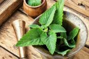 Lemon balm: why is it important, what are its effects? (+ Growing)