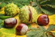 Horse chestnut: What is it and what effects does it have?