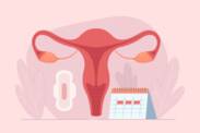 How does the menstrual cycle work? Cycle length and phases + symptoms