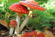 What is mushroom poisoning, how is it manifested? Measures and first aid procedure