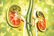 Kidney diseases: from inflammation to stones to failure? And their symptoms