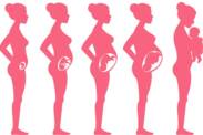 Pregnancy by weeks: how does pregnancy and fetal development proceed?