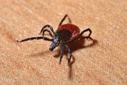 How to remove a tick correctly and safely? 6 important steps