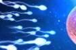 How is the egg fertilised and how long does it take to nest?